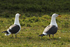 juvenile LBBG in October, ringed in Norway. (131273 bytes)